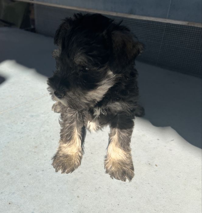 Schnauzer pitic sare si piper