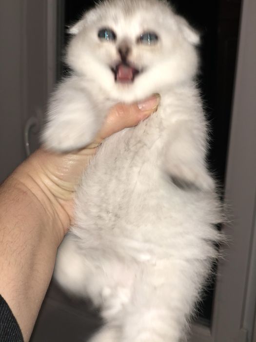Шиншилловые котики