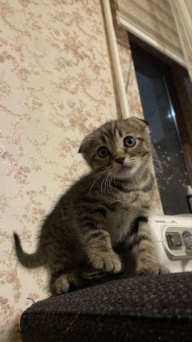 Котята   девочки