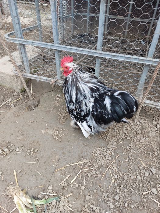 Oua de incubat chochina