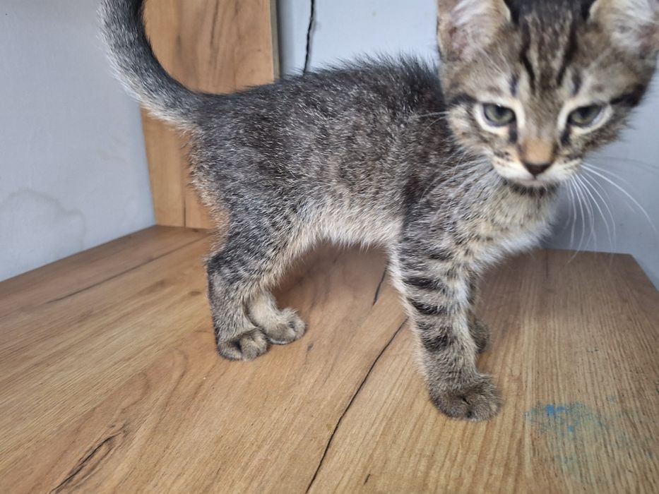 котята бесплатно даром срочно