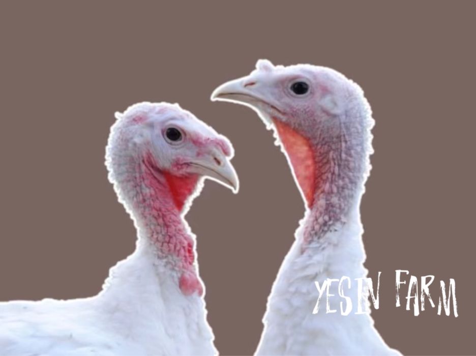 Белый широкогрудый инкубационные яйца индюков — крепкие индюшата