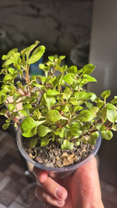 Распродажа.  Любой цветок за 800тг.