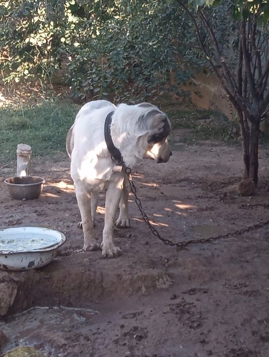 Алабай в добрые руки