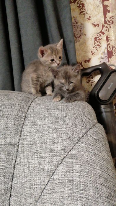 Отдам котят в добрые руки