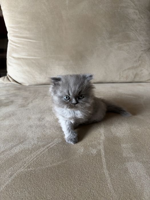 Персийски котета