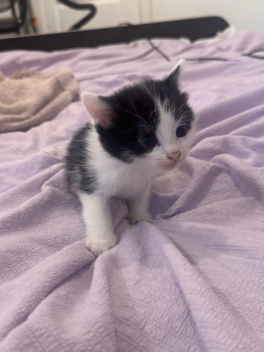 Отдам бесплатно котят
