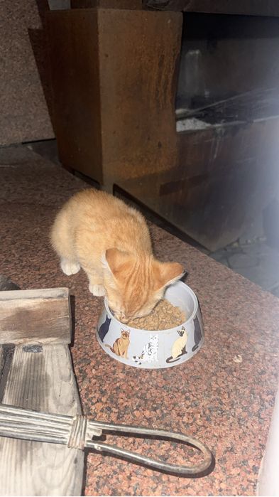 Отдам котенка даром (девочка)