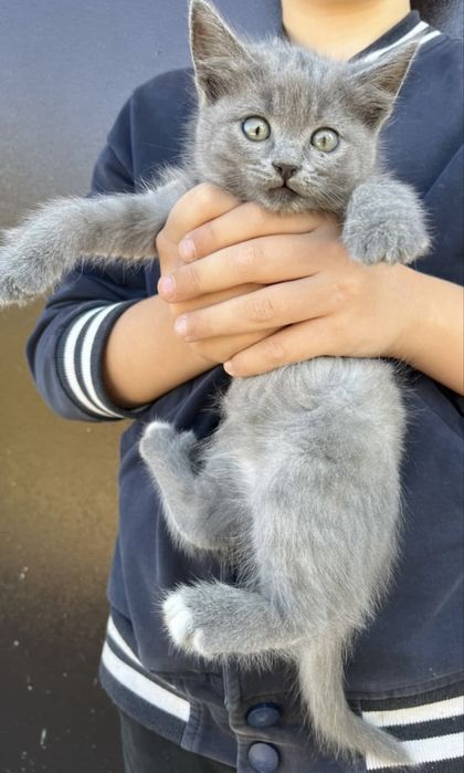 Отдам котят в добрые руки