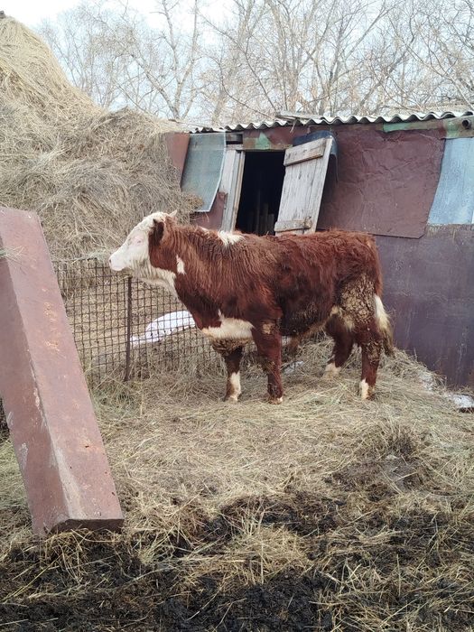 Продам бычков 6 голов