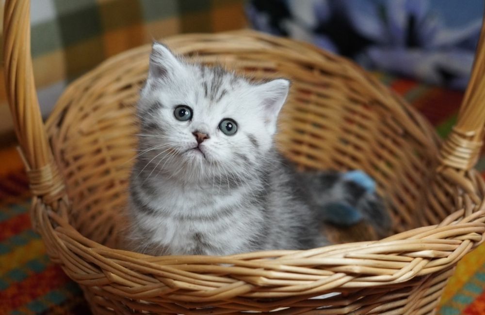 Британские котята~