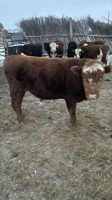 Палтошакалар потсостар сатлады