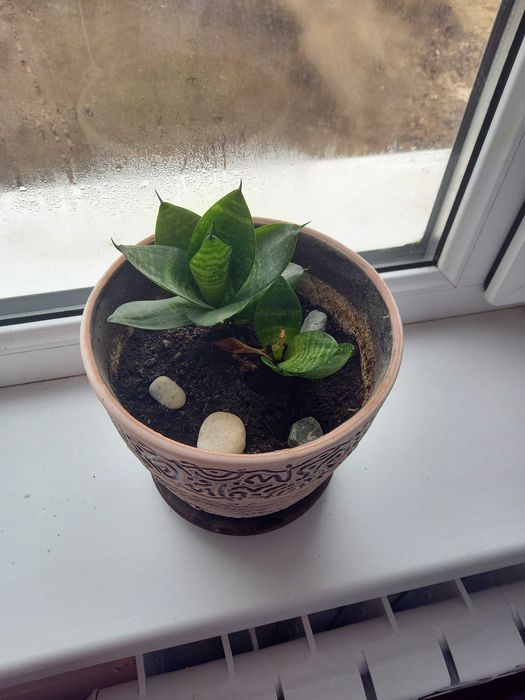 Продам горшки для цветов