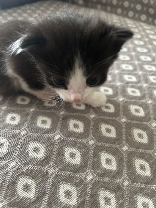 Котята,бесплатно