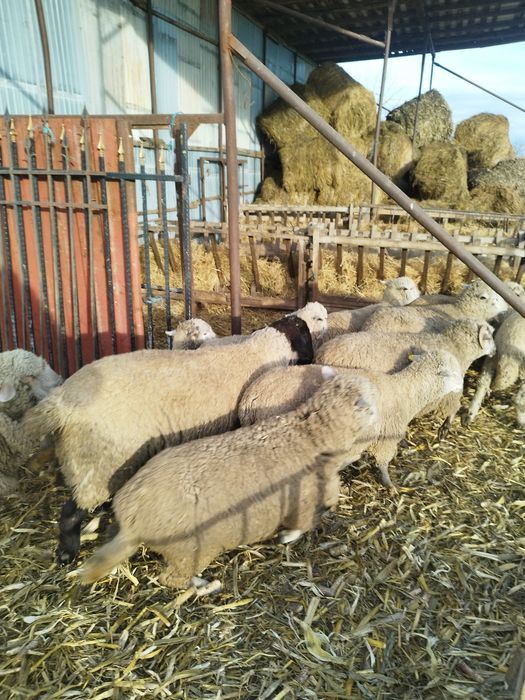 Oi cu mei și nutreț