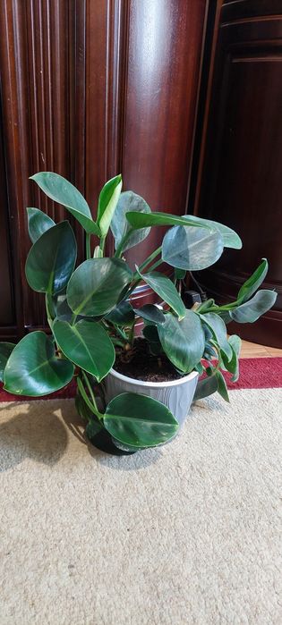 Продам филодендрон Империал Грин
