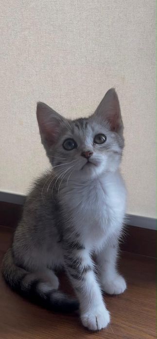 Кошка шотландская