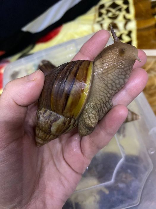 Ulitkalar 12 sm 15 smdan