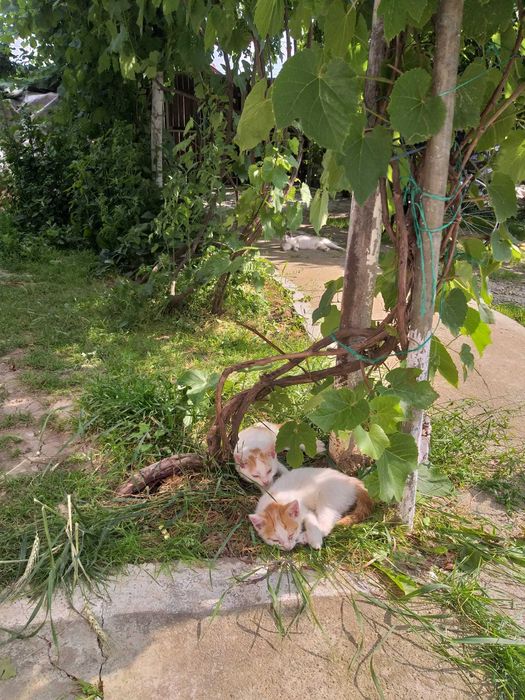 DONEZ DOI PUI Masculi De Pisica
