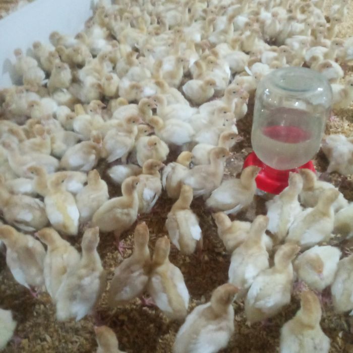 Курка БИГ 6 жужалари сотилади