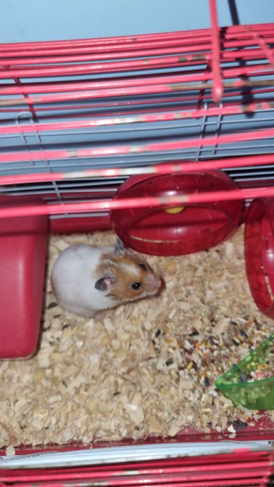 Милые  сирийские хомячки,  домашние.