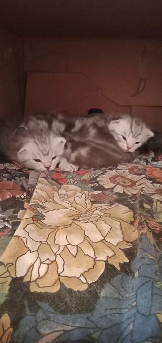 Котята шотландцы