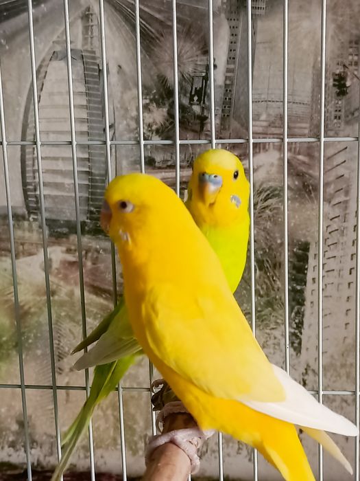 Волнистые попугаи .