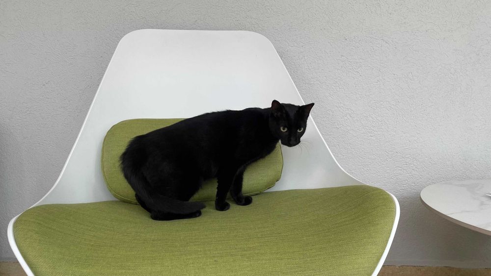 Cici, pisicuta de 2 ani jumatate, sterilizata