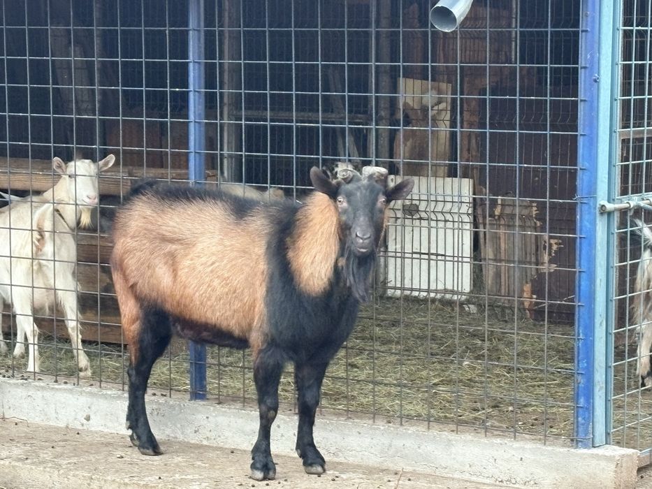 Țap Alpin, 2 ani și jumătate, blând