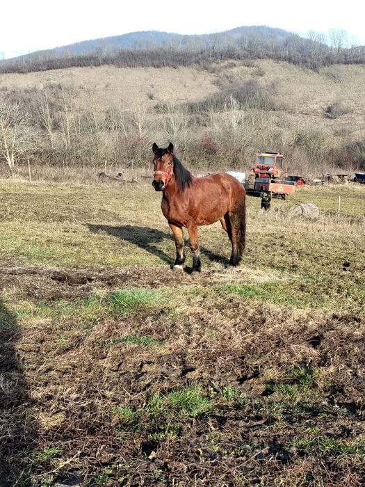 Vând mânză de 2ani