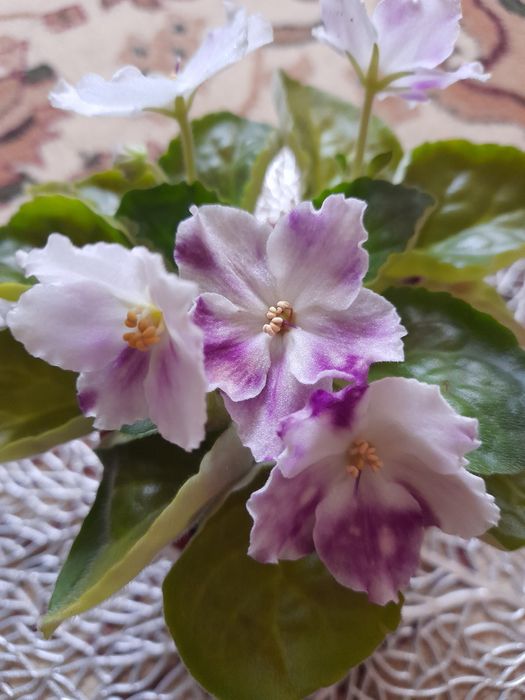 Комнатные фиалки