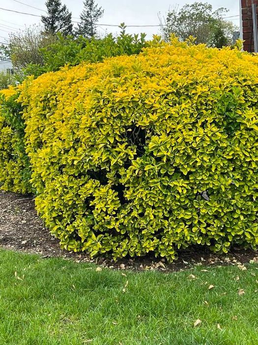 Euonymus Japonicus Aureomarginatus Select – Tufă Densă Auriu-Luminos