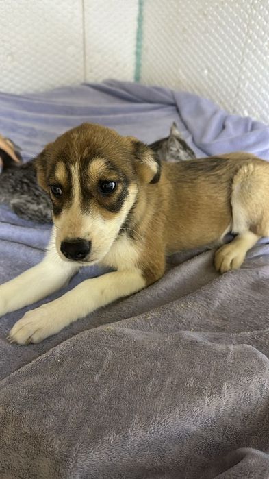 Две маленькие девочки ищут дом!