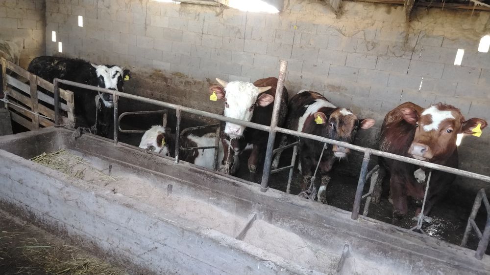 Продам бычков 19 штук