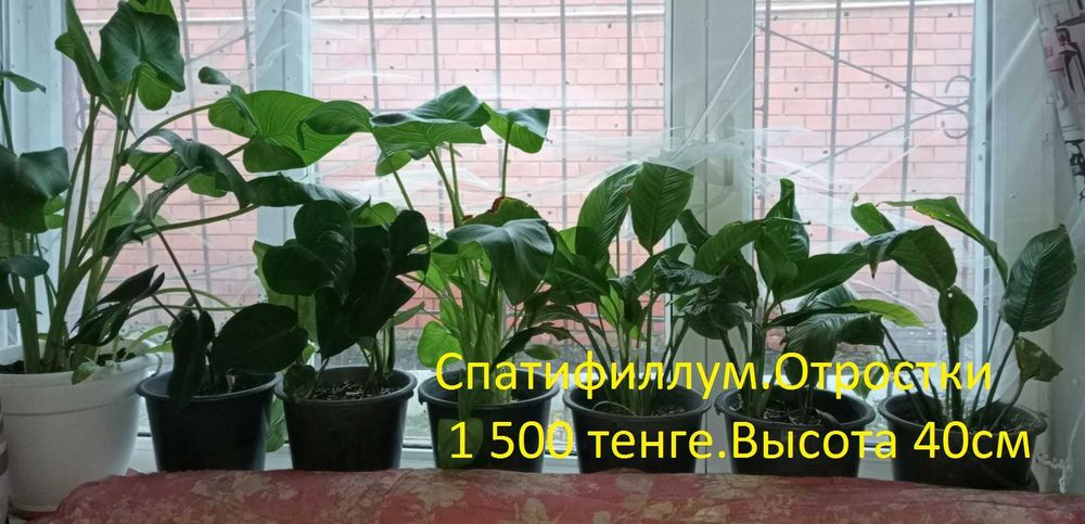 Цветы комнатные.