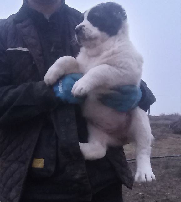 Алабай гарантия 1 ой берилади
