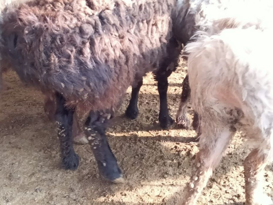 Продам баран г. ТАРАЗ