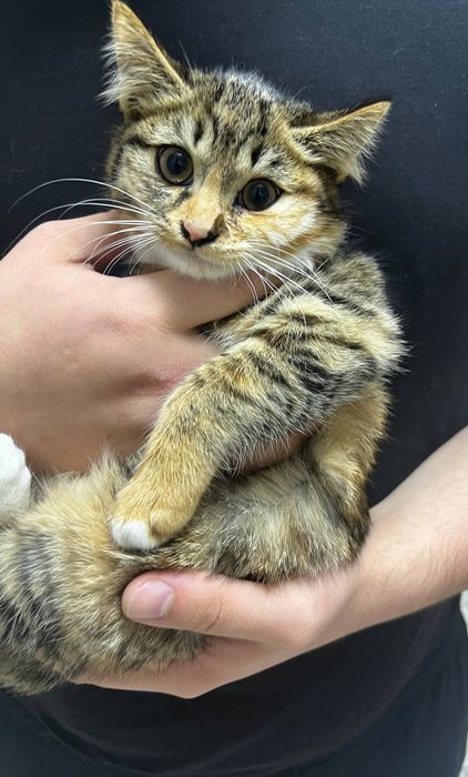 Yaxshi odamlarga, mushuklarga mehribonlar uchun