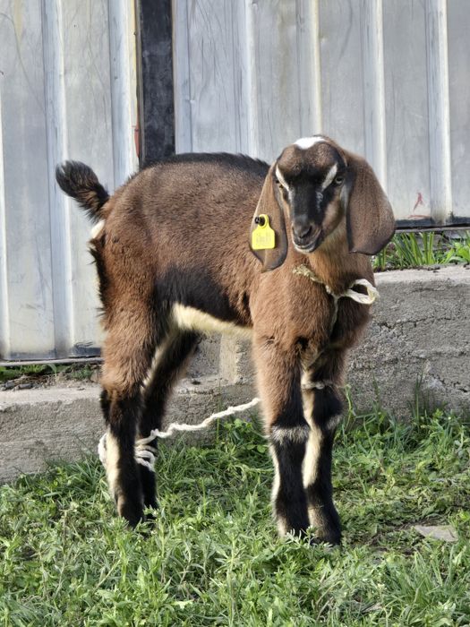 Англо-нубийские козы, козлята, козёл