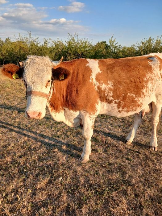 Vand vaca in varsta de 3 ani