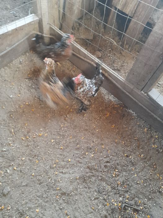 Pereche LILIPUTI Gaina + Cacos din vara anului trecut