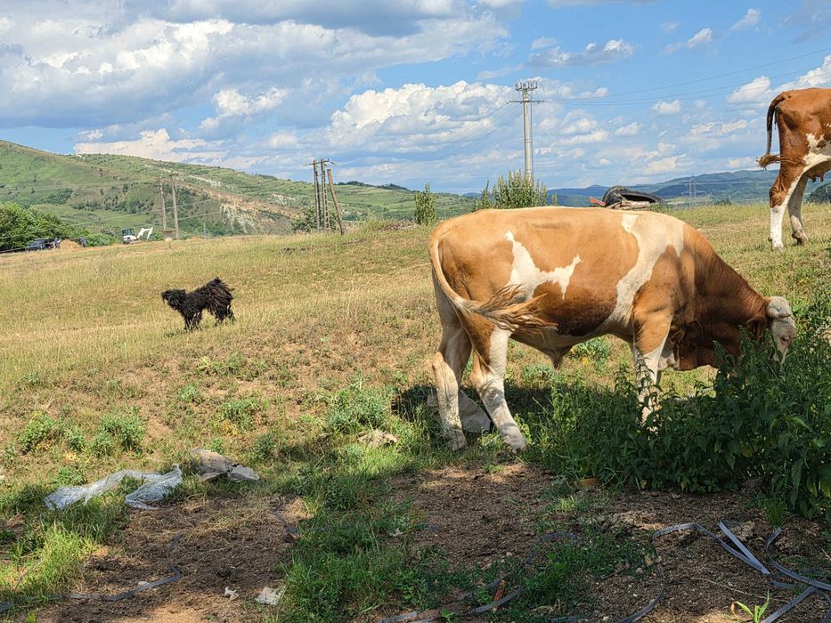 Două vaci și un taur de montă.
