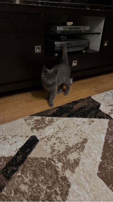 Отдам кота в добрые руки