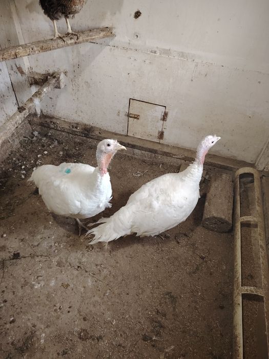 Продам семейку Индюков