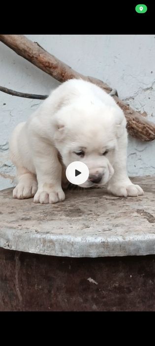 Алабай # щенки #