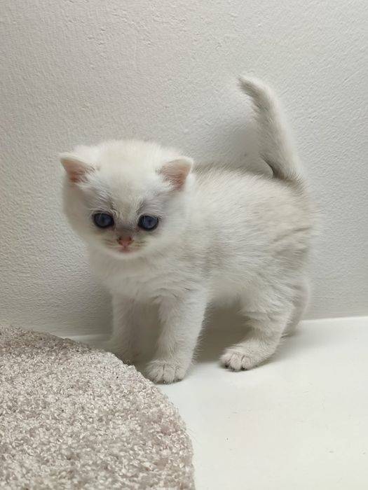 Очаровательные КотЯтА