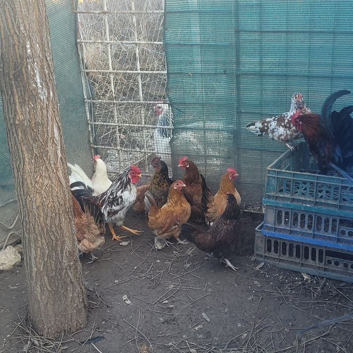 Gaini pitice  mii de flori