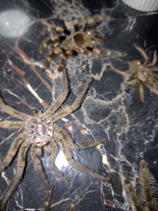 ШКУРКИ пауков-птицеедов