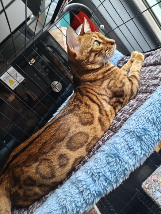 Бенгальская кошка