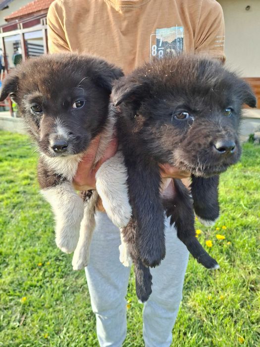 Căței  spre adopție
